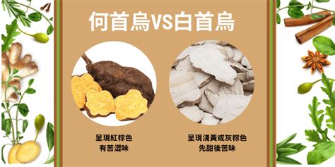 白首烏禁忌|白首烏：營養價值、功效、禁忌、食用方式